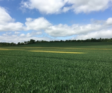 Land Sale At Cawston, Rugby